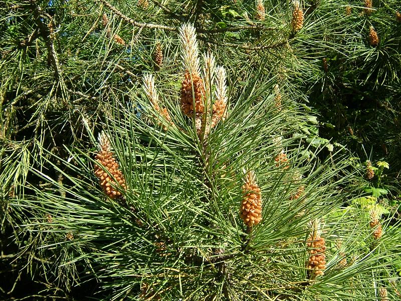 Бял-бор-Pinus-sylvestris