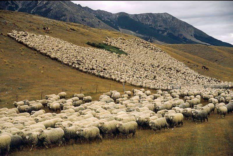flock-of-sheep