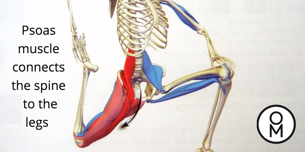 Image result for psoas muscle