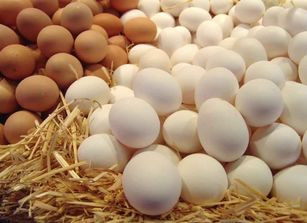 Image result for яйца