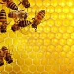 Прополисът - пчелният антибиотик | Диана image 1