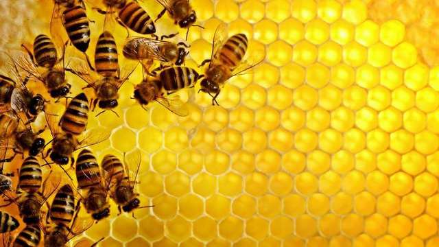 Пчелите са едни от най удивителните създания на нашата планета Като