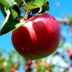Ето какво ще се случи с тялото ви, ако ядете ябълки няколко дни! | Диана image 2