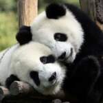 Най-сладките снимки на панди | Диана image 1