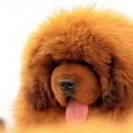 Червеният тибетски мастиф е най-скъпото куче в света | Диана image 7