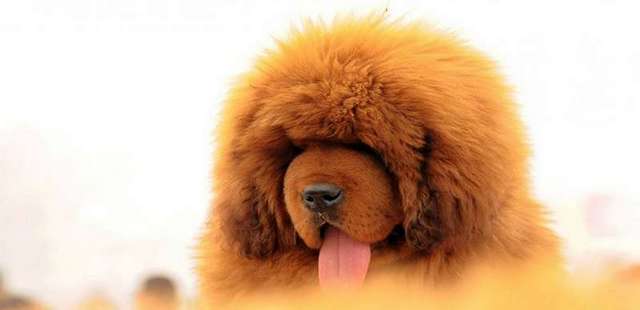 Червеният тибетски мастиф се смята за най благородната порода куче като