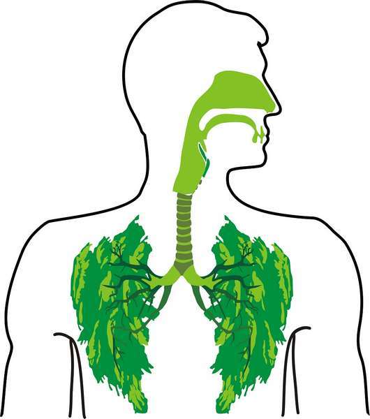 Направете най бързото и успешно пречистване на белите дробове Много са проблемите
