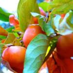 Райска ябълка (Persimmon) | Диана 