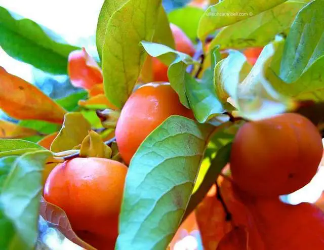 Райска ябълка (Persimmon) | Диана