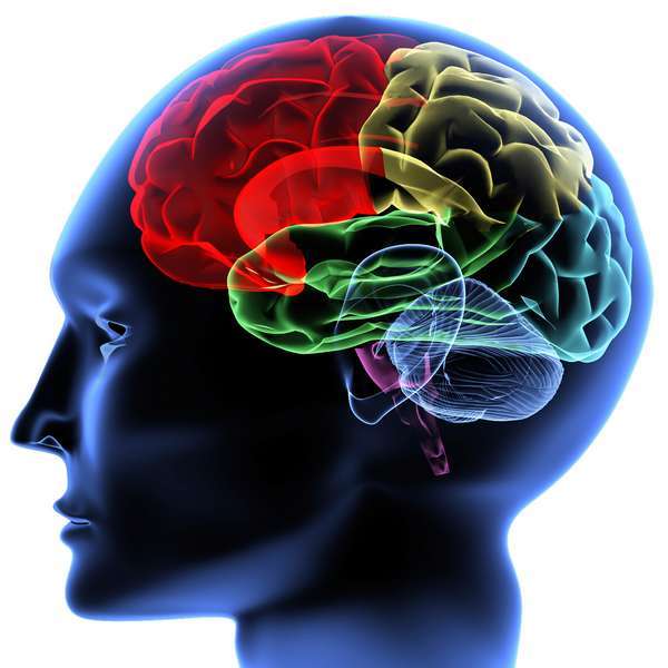 Учени: Някои части на мозъка съзряват след 50-годишна възраст | Диана