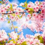 7 “пролетни” начина да възвърнем силите и здравето си | Диана 
