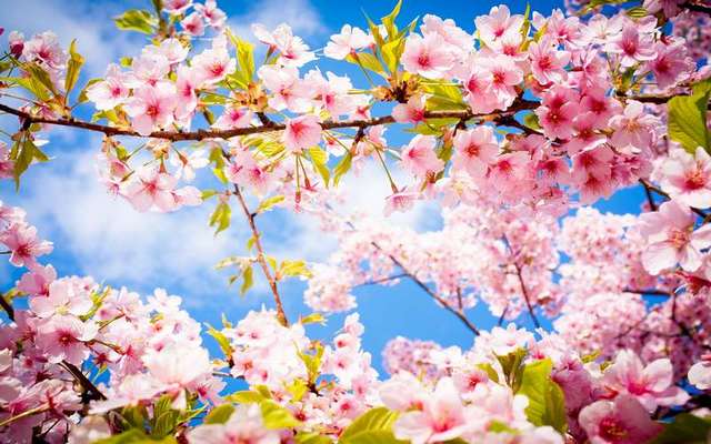 7 “пролетни” начина да възвърнем силите и здравето си | Диана