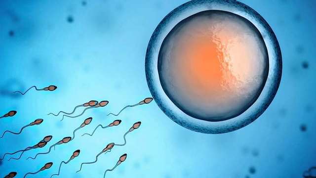 Създадоха първите изкуствени сперматозоиди | Диана