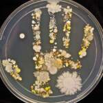Вижте как изглеждат микробите по мръсните ни ръце