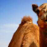 Как да разпознаем "камилския грип" (MERS)? | Диана 