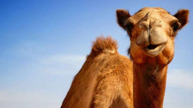 Как да разпознаем "камилския грип" (MERS)? | Диана