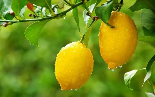 Лимоновият сок е 10 000 пъти по-ефективен от препаратите за химиотерапия | Диана