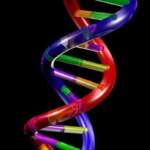 Добавките и консервантите увреждат в различна степен човешката ДНК
