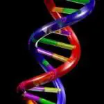 Добавките и консервантите увреждат в различна степен човешката ДНК | Диана 