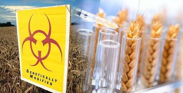 Наш диетолог: Хибридната пшеница е новият масов убиец! | Диана image 2