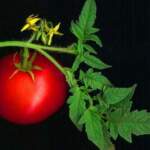 Как да направим доматите от магазина по-вкусни? | Диана 