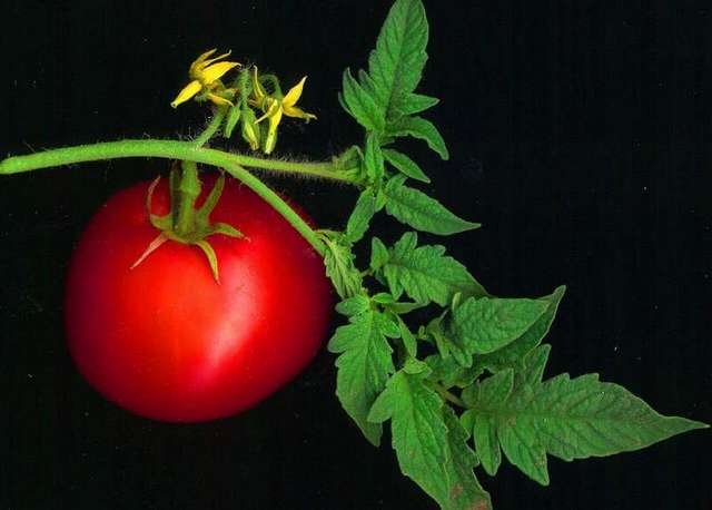 Как да направим доматите от магазина по-вкусни? | Диана