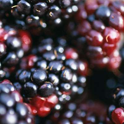 berries-phytonutrients-fight-cancer-400x400