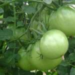 Обичаме зелени домати. Вредни ли са? | Диана 
