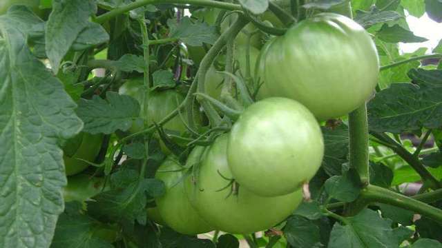 Обичаме зелени домати. Вредни ли са? | Диана