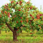 Ябълката от градината на баба съдържа 20 Е-та | Диана 