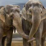 Учени са открили вероятната причина за устойчивостта на слоновете срещу рак | Диана 