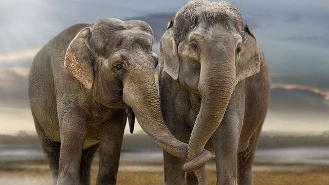 Слоновете са забележителни животни които се славят с познавателни способности
