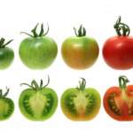 Как и защо доматите загубиха вкуса си | Диана 
