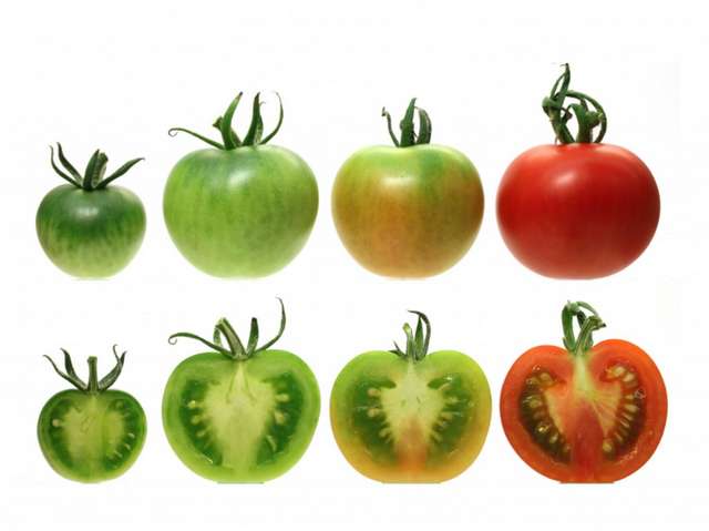 Как и защо доматите загубиха вкуса си | Диана