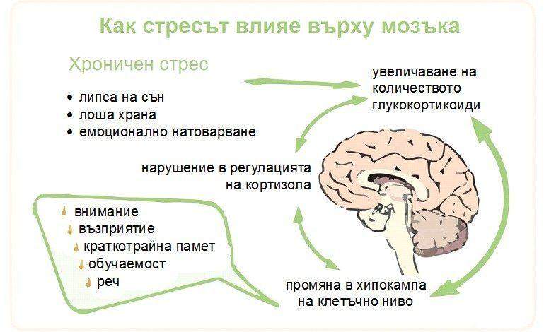 vlianie-na-stresa-vyrhu-mozyka