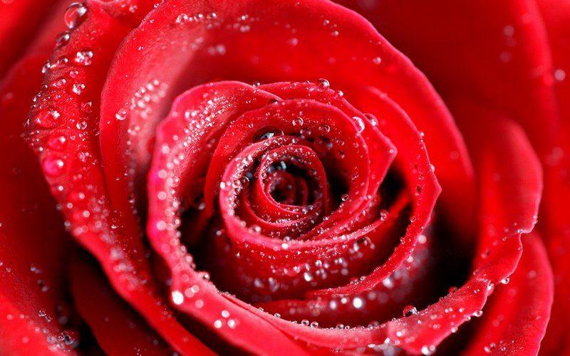 water_drops_on_red_rose