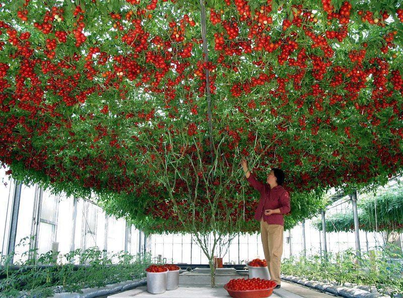 Дали това чудо на ГМО селекцията ще погребе натуралния български домат? | Диана image 1