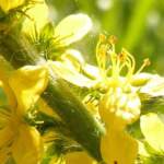 Билката Камшик (Agrimonia eupatoria) - натурално средство, лекуващо много заболявания | Диана 