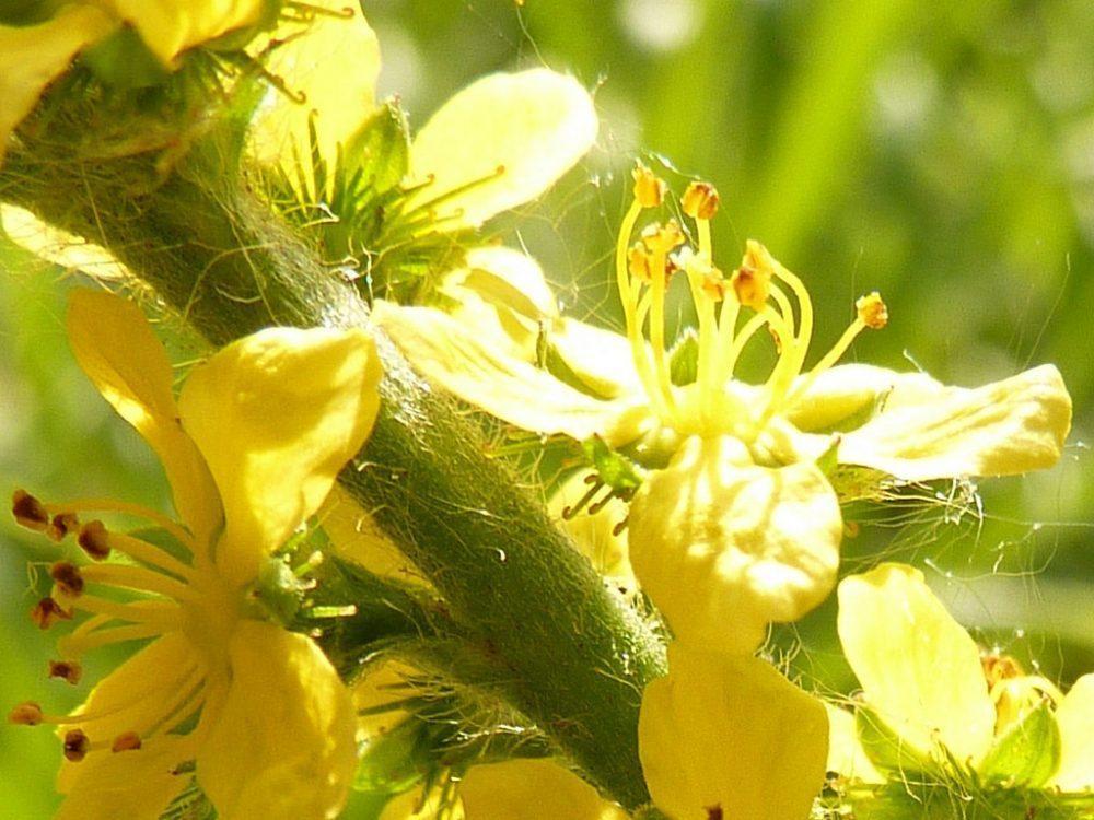Билката Камшик (Agrimonia eupatoria) - натурално средство, лекуващо много заболявания | Диана