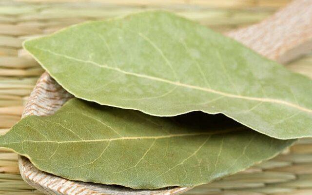 Дафиновият лист е една често използвана подправка в кухнята от