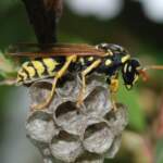 Съвети към алергичните: Първа помощ при ужилване от пчела или оса