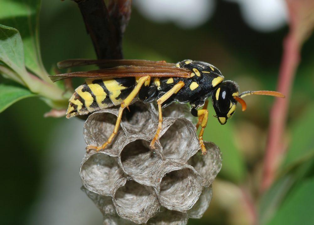 Съвети към алергичните: Първа помощ при ужилване от пчела или оса | Диана image 1