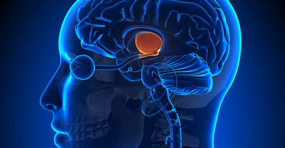 Хипоталамусът подхълмие hypothalamus е структура в мозъка – висш център