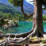 tree_with_roots_in_lake