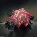 12-rose-painting