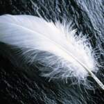 white-feather_1920x1200_351_1421271121