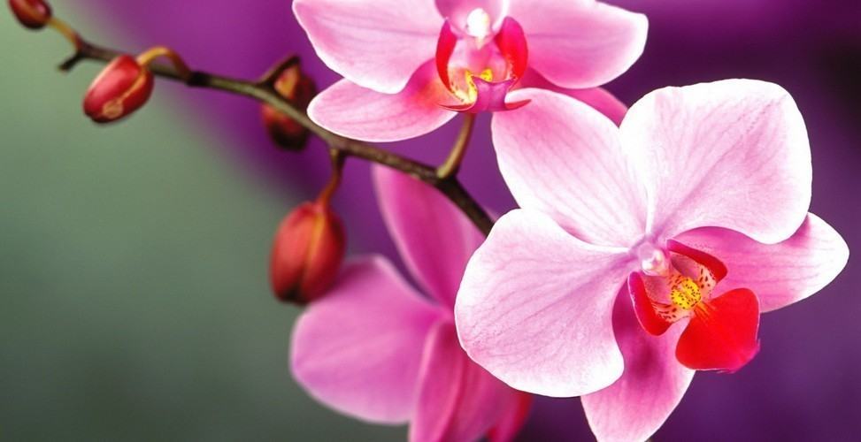 Какво значение има орхидеята в дома ви Знаете ли че