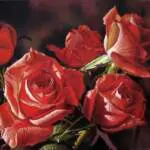 RedRoses02