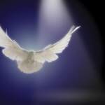 dove-flying-through-beam-of-light-comstock-images