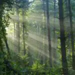 forest_scene_with_sunrays_2